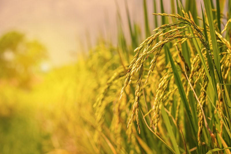 Importância econômica, agrícola e alimentar do arroz